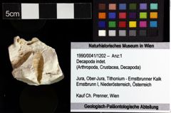 Foto (Objket + Etiketten) von Decapoda indet. 